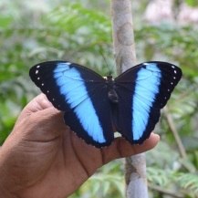Papillon d'amazonie
